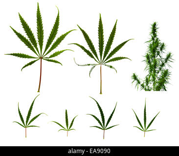 Close up collection de feuilles de cannabis sur blanc retour Banque D'Images