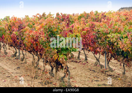 Vignes en automne, après la récolte. La Rioja, Espagne Banque D'Images