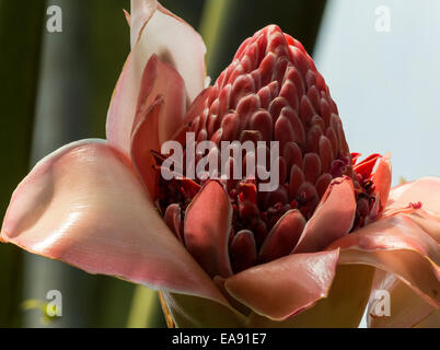 Torch ginger Etlingera elatior, fleurs, Close up. Banque D'Images