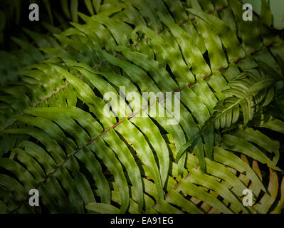 Close up de motif de feuilles de fougère blechnum Banque D'Images