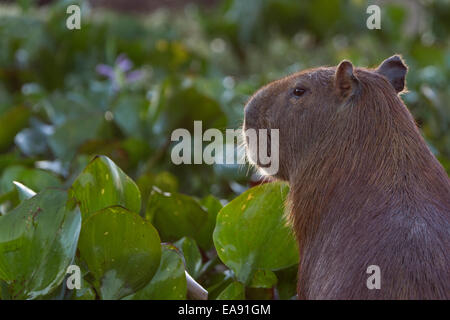 Capybara (Hydrochoerus hydrochaeris) fixant intensément, tôt le matin à Los Ilanos del Orinoco, Venezuela. Banque D'Images