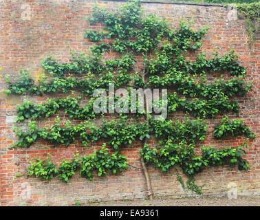 L'espalier arbre sur un vieux mur de brique Banque D'Images