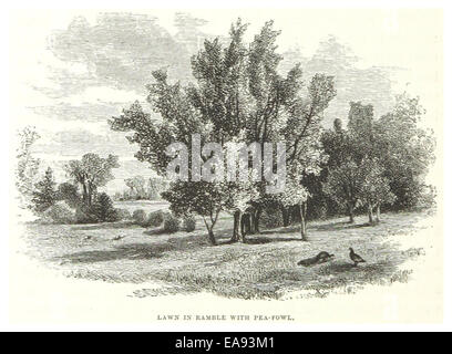 Une illustration de 1869 d'une pelouse dans la zone de Ramble de Central Park, New York City, avec des pois dans leur habitat naturel parmi le paysage du parc. Banque D'Images