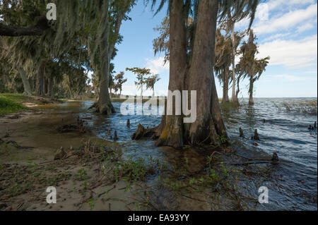 Cyprès sur les rives du lac Harris dans le centre de la Floride USA Banque D'Images