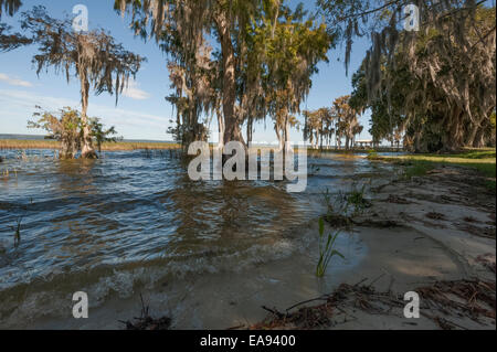 Cyprès sur les rives du lac Harris dans le centre de la Floride USA Banque D'Images