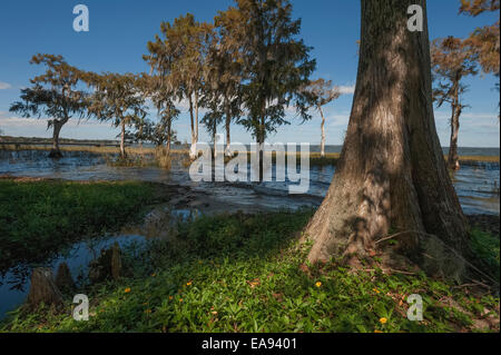 Cyprès sur les rives du lac Harris dans le centre de la Floride USA Banque D'Images