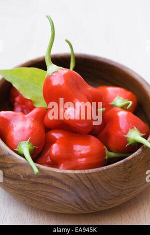 Capsicum annuum "Scotch Bonnet'. Chiliies dans un bol en bois. Banque D'Images