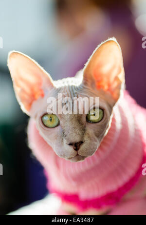 Animaux : chat sphynx, pull rose port soleil qui brille à travers les oreilles, gros plan, arrière-plan flou Banque D'Images