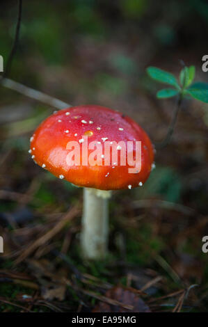 Agaric mouche Amanita muscaria champignons en forêt mixte dans le West Sussex, UK Banque D'Images