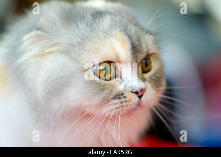 Animaux : close-up portrait of Scottish Fold chaton, arrière-plan flou Banque D'Images