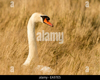 L'harmonie, Wild Swan Cygnus olor [MUTE] assis sereinement sur son nid parmi les roseaux, jaune doré à la magnifique. Banque D'Images