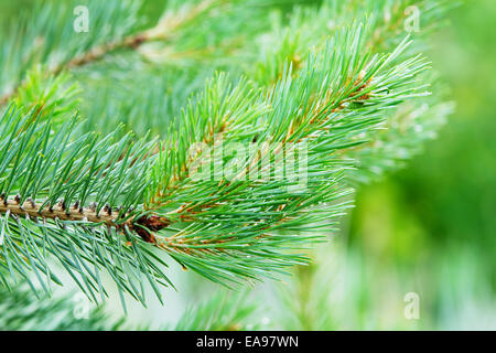 Succursale de scots ou Scotch pine Pinus sylvestris arbre qui pousse dans les forêts de conifères à feuilles persistantes. Occidentale, la Pologne. Banque D'Images