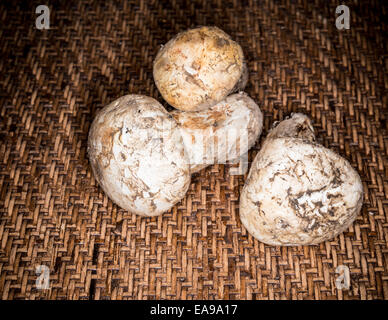 Champignons matsutake avec voile intact Banque D'Images