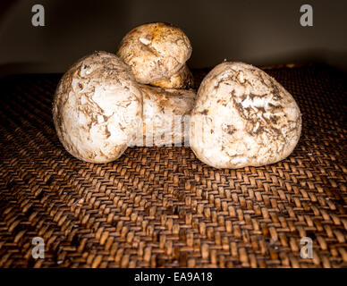 Champignons matsutake avec voile intact Banque D'Images