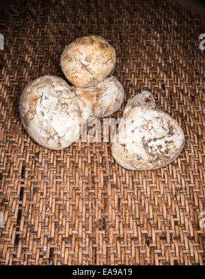 Champignons matsutake avec voile intact Banque D'Images