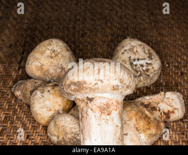 Champignons matsutake avec voile intact Banque D'Images