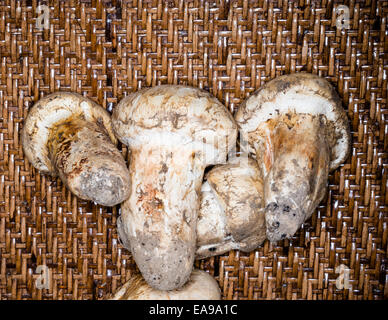 Champignons matsutake avec voile intact Banque D'Images