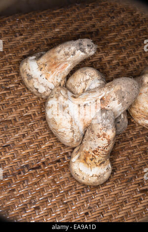 Champignons matsutake avec voile intact Banque D'Images