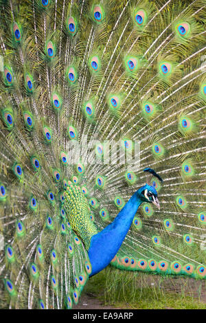 Peacock close up Banque D'Images
