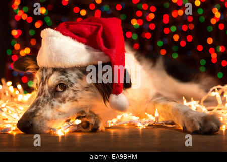 Border Collie berger australien chien couché sur blanc les lumières de Noël avec des lumières scintillantes de flou en arrière-plan Banque D'Images