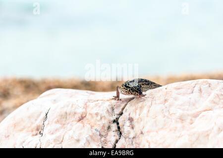 Leopard Gecko Lizard sur les roches Banque D'Images