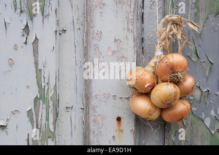 Les légumes. Une bande de l'oignon (Allium cepa) attachés ensemble avec de la corde, suspendu contre un mur de panneaux en bois patiné avec de la peinture. L'Angleterre. Banque D'Images