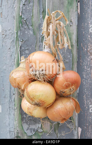 Les légumes. Une bande de l'oignon (Allium cepa) attachés ensemble avec de la corde, suspendu contre un mur de panneaux en bois patiné avec de la peinture. L'Angleterre. Banque D'Images