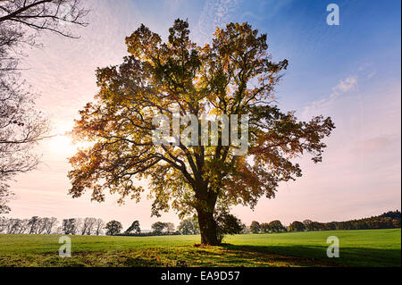 Paysage avec de vieux chêne contre le soleil du matin Banque D'Images