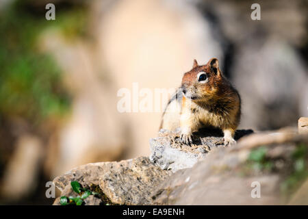 Le Spermophile à mante dorée sur un talus d'éboulis dans les montagnes de Kananaskis, Alberta Canada Banque D'Images