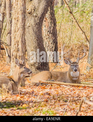 Lits Buck de cerfs dans les bois tendant une biche en chaleur. Banque D'Images