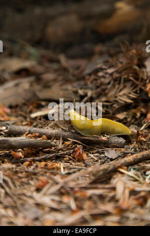 Banana Slug lumineux sur le sol forestier. Banque D'Images