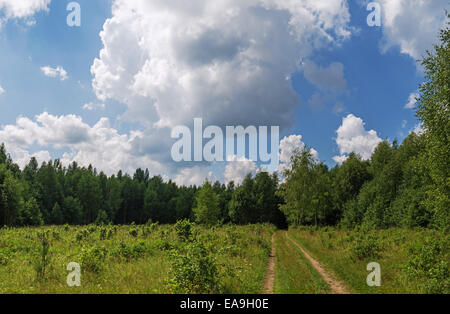 Route d'été sur prairie près de forêt de pins. Banque D'Images