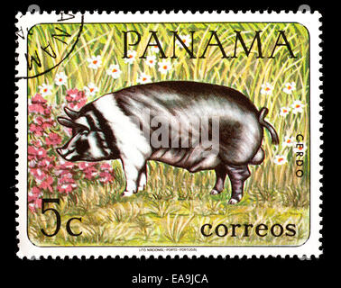 Timbre-poste de Panama représentant un cochon. Banque D'Images