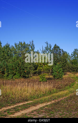 Automne route sur l'herbe sèche pré. Banque D'Images