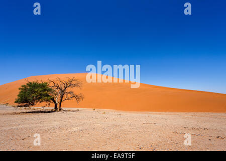Dune 45 en Namibie sossusvlei avec arbre vert, meilleur de paysage Namibie Banque D'Images