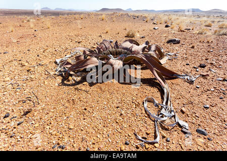 Magnifique exemple de mirabilis Welwitschia est estimée à plus de 1500 ans, Erongo, Namibie, une plante du désert, liv Banque D'Images