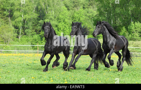 Trois chevaux frisons galopant dans la prairie d'été Banque D'Images