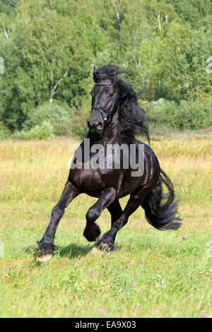 Magnifique cheval frison (Equus ferus caballus). Stallion dans un galop sur un champ en été. Banque D'Images