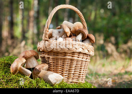 Panier avec des champignons (CEPS) sur la mousse en forêt Banque D'Images