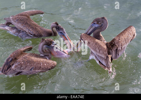 Les jeunes Le Pélican brun (Pelecanus occidentalis) luttant pour le poisson. Galveston, Texas, États-Unis. Banque D'Images