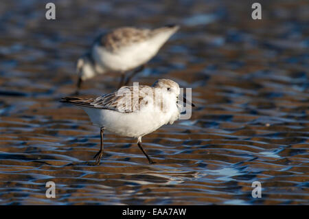 Le bécasseau sanderling (Calidris alba) en plumage d'hiver qui se nourrissent de la côte de l'océan. Galveston, Texas, États-Unis. Banque D'Images