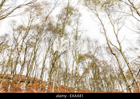 Jusqu'à la vers la cime des arbres de bouleau verruqueux (Betula pendula) sur une colline à l'automne. Voir Surprise, Derbyshire frontière du Yorkshire, England, UK Banque D'Images