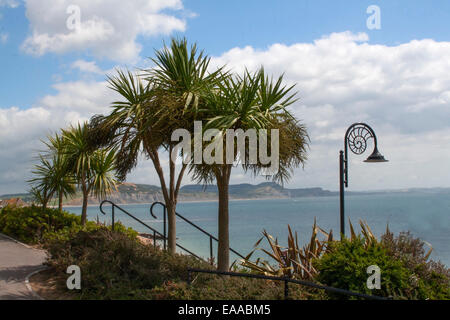 L'été à Lyme Regis à pour Golden Cap falaise avec Cordyline australis (chou palmiste, Torbay Palm) Banque D'Images