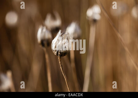 Catananche caerulea, Cupid's dart Banque D'Images