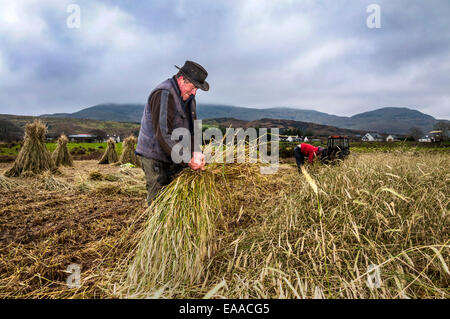 Ardara, comté de Donegal, Irlande. 10 novembre, 2014. Farmer Joe Dunleavy (à gauche) et son fils James harvest seigle pour utilisation dans les toits de chaume sur leur ferme. Crédit : Richard Wayman/Alamy Live News Banque D'Images