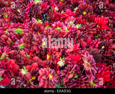 Rempli de Frame purple Dahlias Banque D'Images