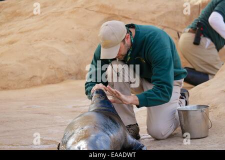 Un formateur au Lincoln Park Zoo inspecte les dents un phoque. Banque D'Images