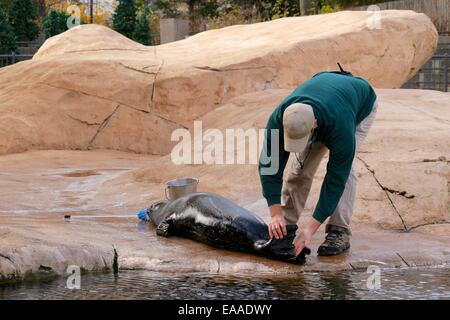 Un formateur au Lincoln Park Zoo inspecte un phoque's hind nageoires. Banque D'Images