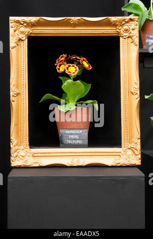 Chelsea Flower Show 2014. Auricula Piers Telford à l'intérieur d'un châssis Auricula Banque D'Images