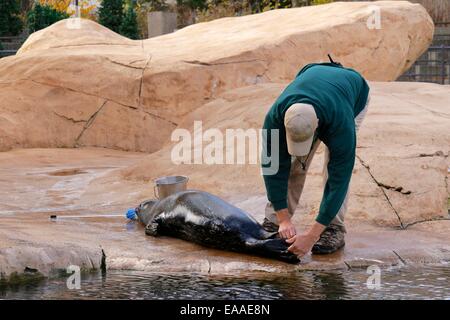 Un formateur au Lincoln Park Zoo inspecte un phoque's hind nageoires. Banque D'Images